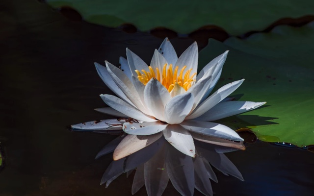 pink water lily